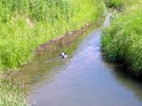 Trout stream property
